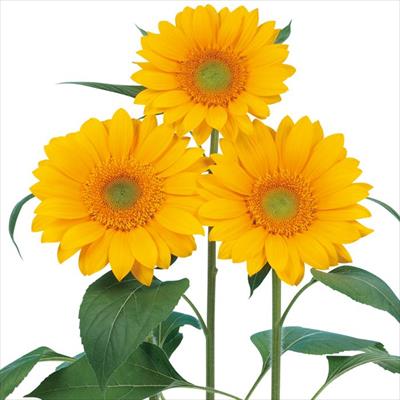 ヒマワリ ビンセント(R) クリアオレンジＤＭＲ