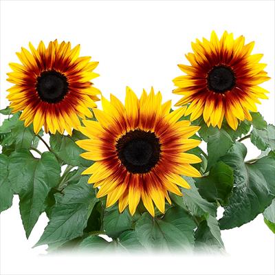 ヒマワリ サンタスティック ファイアー