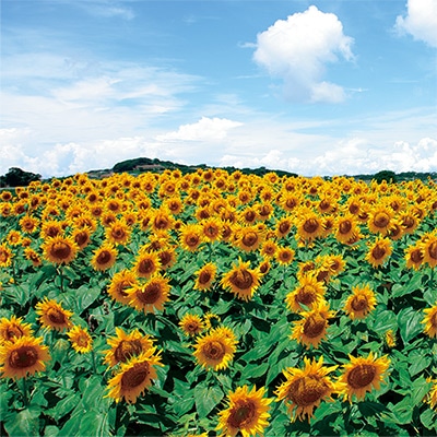 景観用大袋 ヒマワリ ビューティフルサン
