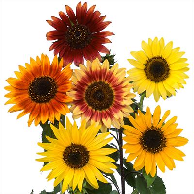 ヒマワリ バイカラー ミックス