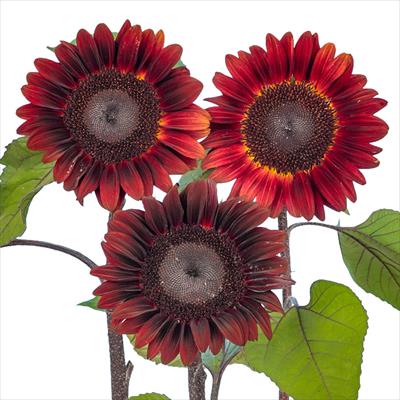 ヒマワリ プロカット レッド