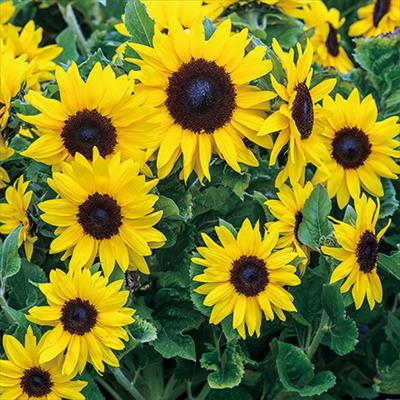 ヒマワリ イオス