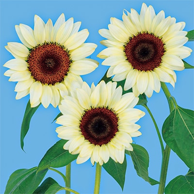 ヒマワリ プロカット ホワイトナイト