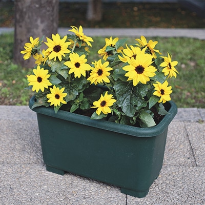 ヒマワリ イオス