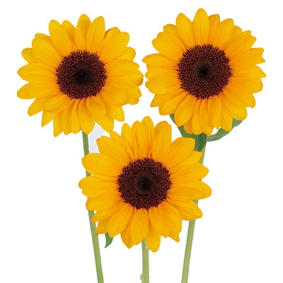 ヒマワリ ビンセント(R) (2型) タンジェリン DMR