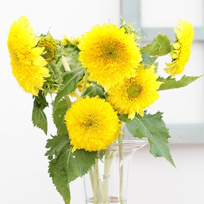 ヒマワリ グミーベア