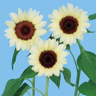 ヒマワリ プロカット ホワイトナイト