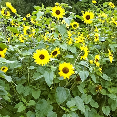 有機種子 ヒマワリ 中輪　黄