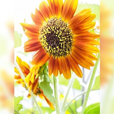 有機種子 ヒマワリ ベルベットクイーン 大輪ダークオレンジ