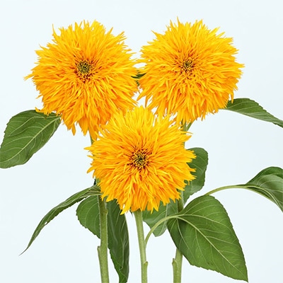 ヒマワリ 八重まるこ