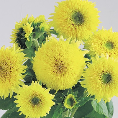 ヒマワリ グミーベア