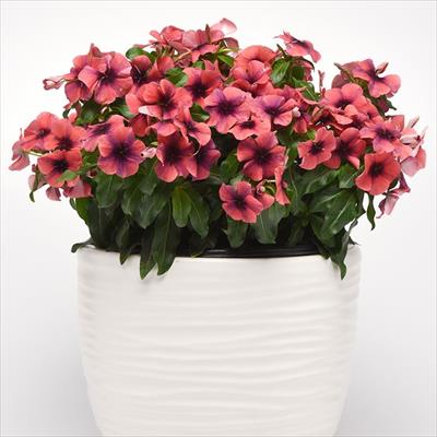 ニチニチソウ タトゥー パパイヤ