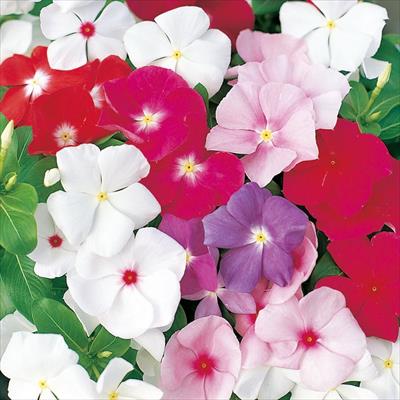 ニチニチソウ エクエイター ミックス