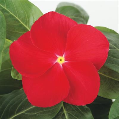 ニチニチソウ サンダー(R) レッド