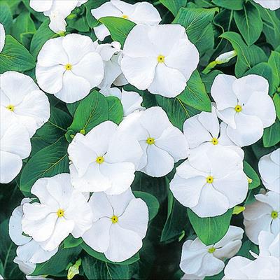 ニチニチソウ エクエイター ホワイト（ver.2）