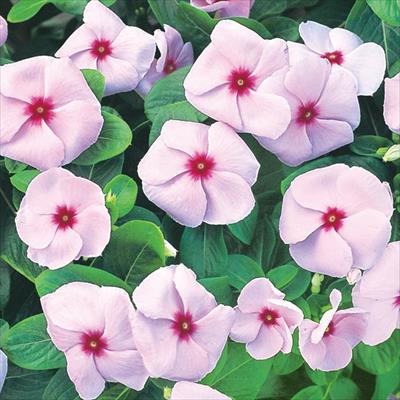 ニチニチソウ エクエイター アプリコットウィズレッドアイ