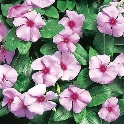 ニチニチソウ エクエイター ピンクウィズレッドアイ