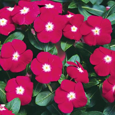 ニチニチソウ エクエイター ベルベット