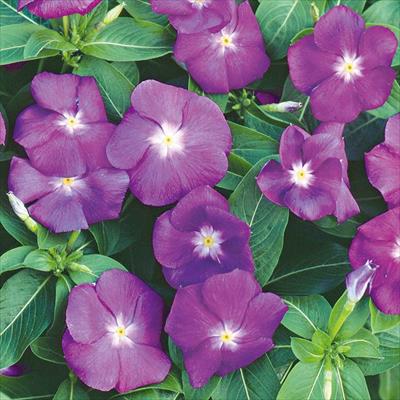 ニチニチソウ エクエイター ブルー