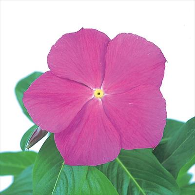 ニチニチソウ ビテッセ オーキッド