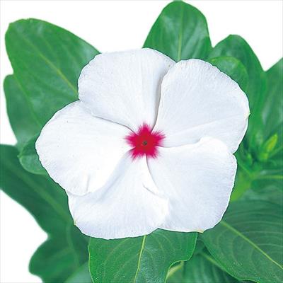 ニチニチソウ ビテッセ ペパーミント