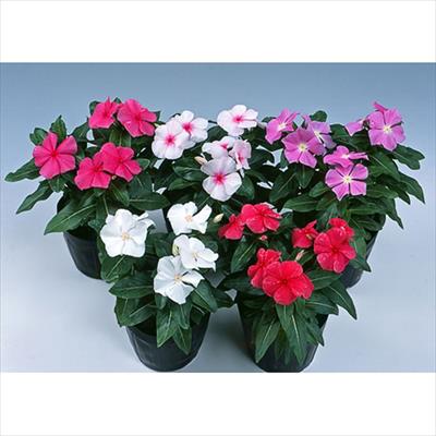 ニチニチソウ ビテッセ ミックス