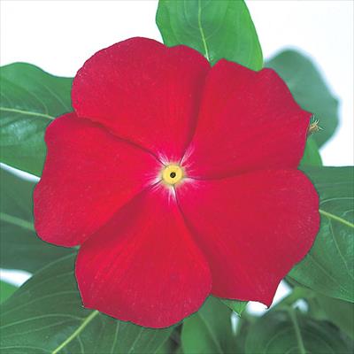 ニチニチソウ ビテッセ レッドウィズアイ