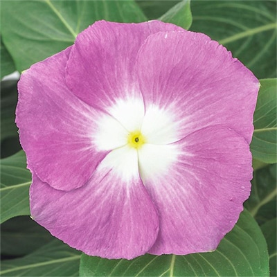 ニチニチソウ サンダー(R) オーキッドハロー