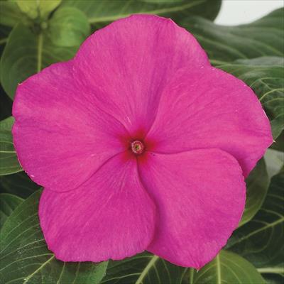 ニチニチソウ サンダー(R) グレープ