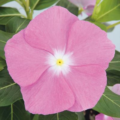 ニチニチソウ サンダー(R) ディープラベンダー