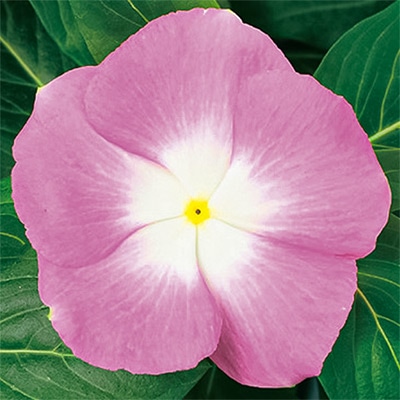 ニチニチソウ サンダー(R) ピンクハロー