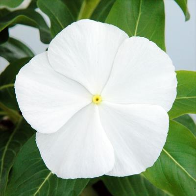 ニチニチソウ サンダー(R) ホワイト