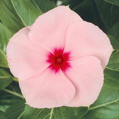 ニチニチソウ サンダー(R) アプリコット