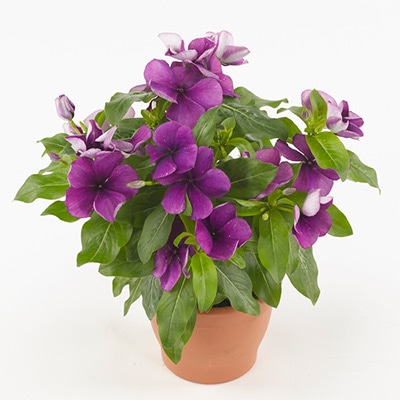 ニチニチソウ タトゥー ブルーベリー