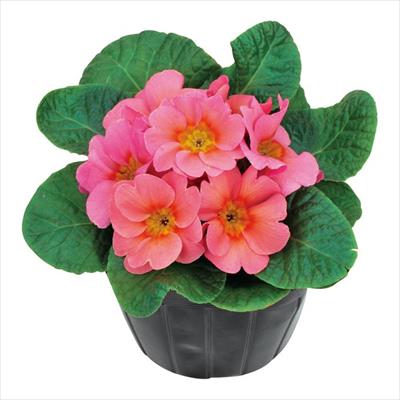 プリムラ ポリアンタ アプリ アプリコットシェード