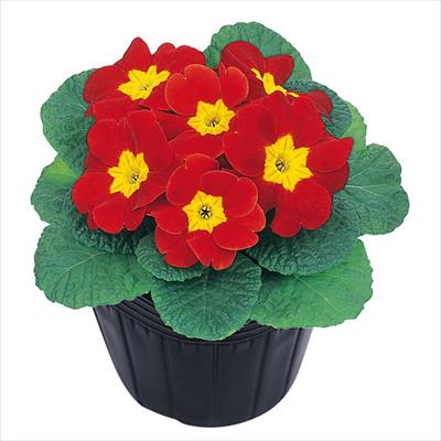 プリムラ ポリアンタ アプリ スカーレット