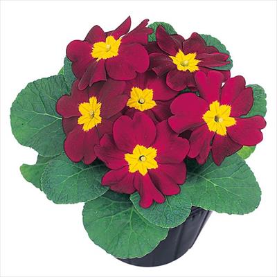 プリムラ ポリアンタ アプリ バーガンディー