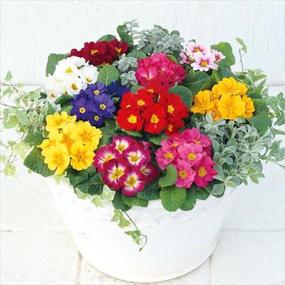 プリムラ ポリアンタ アプリ ミックス