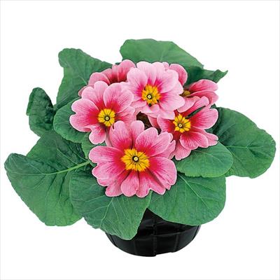 プリムラ ポリアンタ アプリ ライトピンクローズアイ