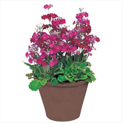 プリムラ マラコイデス うぐいす レッド