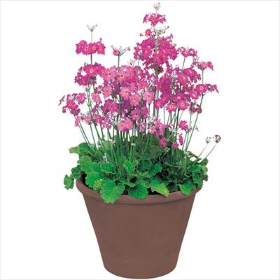 プリムラ マラコイデス うぐいす ローズ