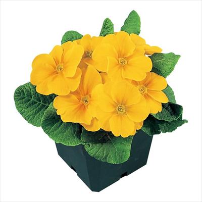 プリムラ ポリアンタ セブンティー ゴールデン