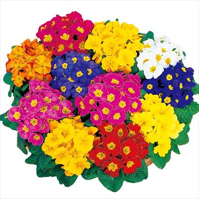 プリムラ ポリアンタ セブンティー 特選混合