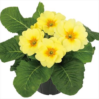 プリムラ ポリアンタ アプリ プリムローズ