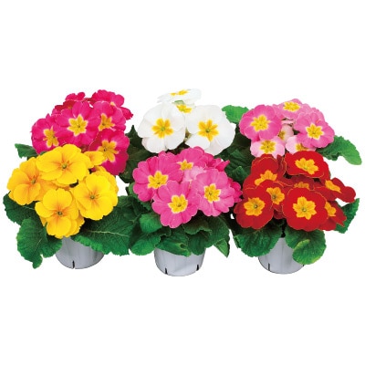 プリムラ ポリアンタ プリンセッサ ミックス