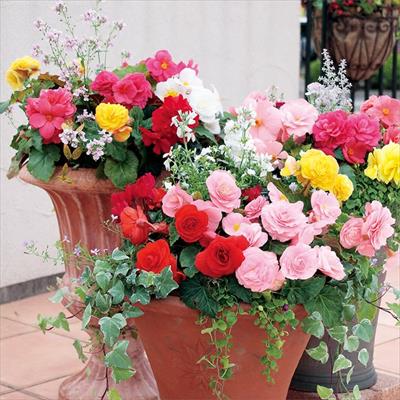 球根ベゴニア フォーチュン ミックス