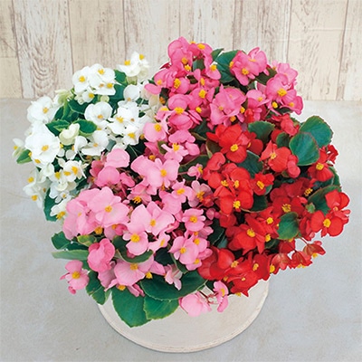 ベゴニア アンバサダー ミックス