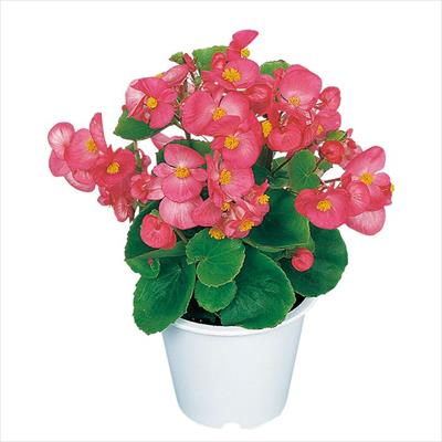 ベゴニア アンバサダー ローズ