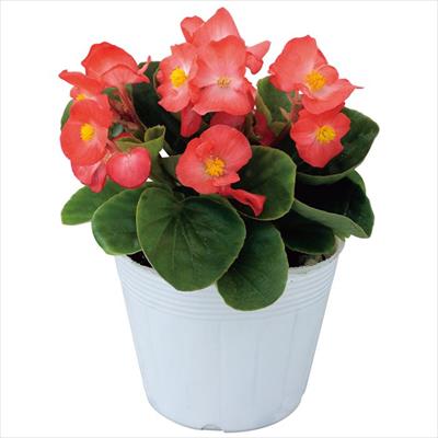 ベゴニア スプリントプラス オレンジ