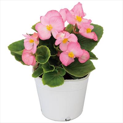 ベゴニア スプリントプラス ピンク